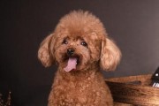 泰迪幼犬怎么训练？训练泰迪幼犬的正确方法是什么？