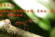 蚂蚁的种类有哪些（带你了解蚂蚁的种类和特征）