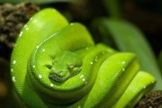 夏眠的蛇类有哪些动物？它们是如何进入夏眠状态的？
