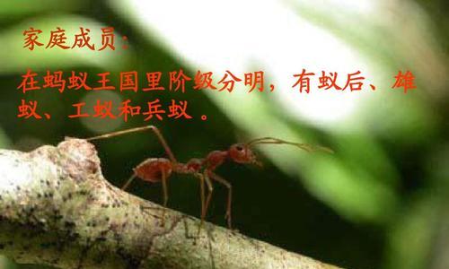 蚂蚁的种类有哪些（带你了解蚂蚁的种类和特征）
