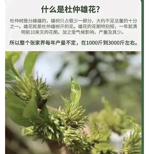 雄花杜仲的功效有哪些？使用时应注意什么问题？