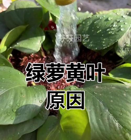 刚买的绿萝叶子发黄怎么回事？如何快速解决？