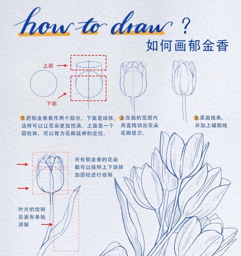 郁金香怎么画简单好看？步骤和技巧是什么？